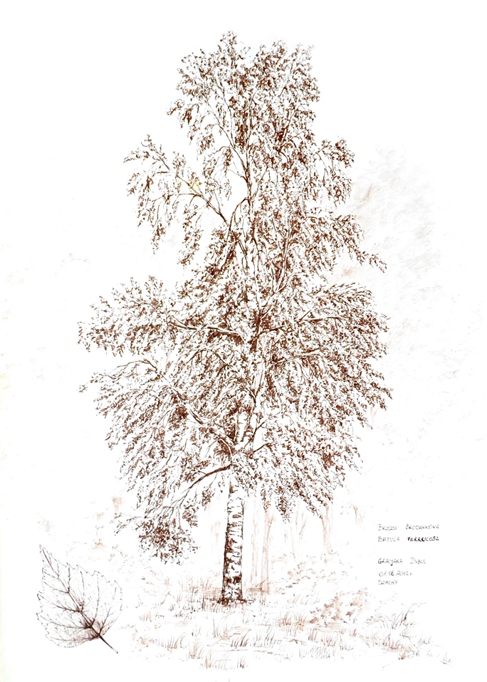 4. Brzoza