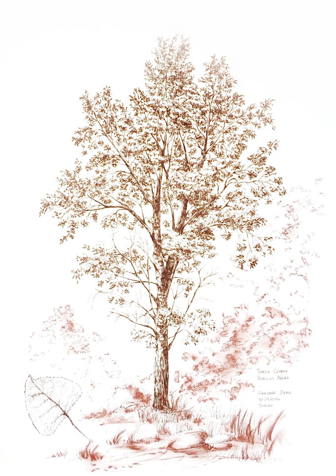 5. Topola