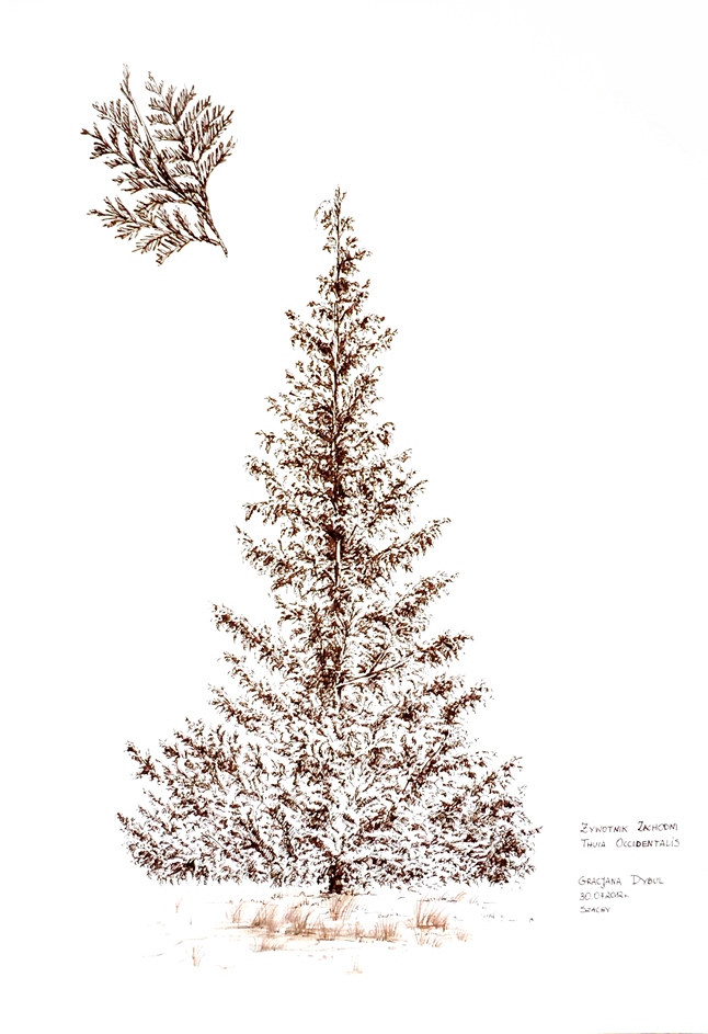 7. Żywotnik zachodni